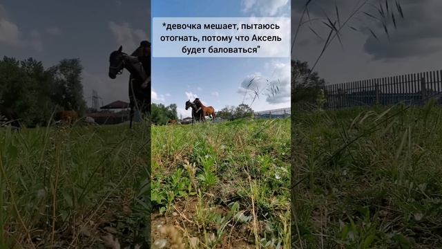 а это старое видео, когда мы начинали изучать новые команды в табуне смотреть онлайн
