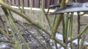 Розы.Обрезаю "ужасы" зимы?? и формирую плетистую розу в форме шраба