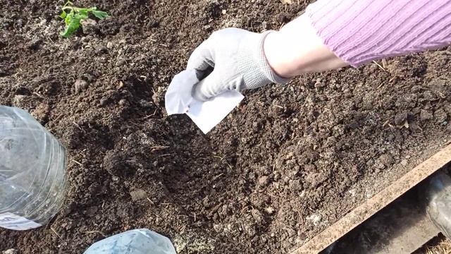 РАННЯЯ ПОСАДКА ПОМИДОР В ТЕПЛИЦУ, АПРЕЛЬ МЕСЯЦ, (эксперимент) смотреть онлайн