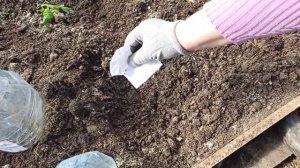 РАННЯЯ ПОСАДКА ПОМИДОР В ТЕПЛИЦУ,  АПРЕЛЬ МЕСЯЦ, (эксперимент)