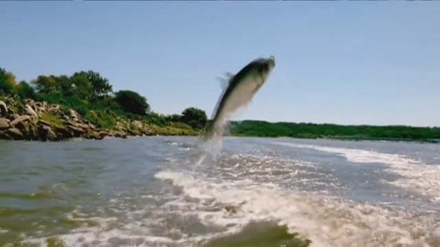 Охренеть!Азиатский карп!HD 2019