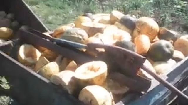 тыквы на семена как бизнес идея смотреть онлайн