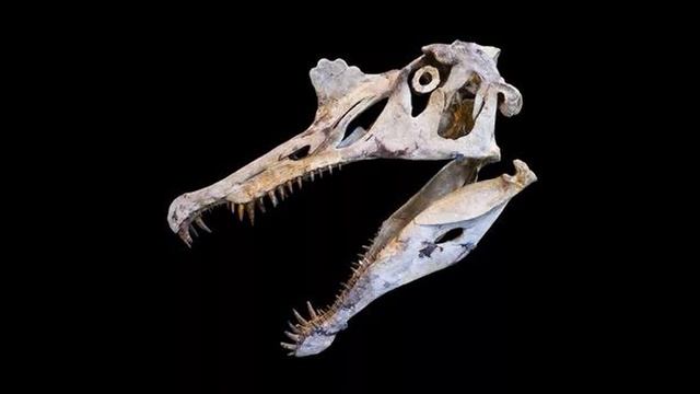 Самый крупный динозавр | Спинозавр смотреть онлайн