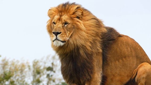 LION OF JUDAH смотреть онлайн