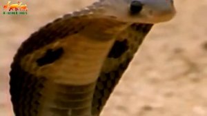 Смертельная схватка между мангустом и королевской кобры. Мангуст против кобры / Уникальные кадры