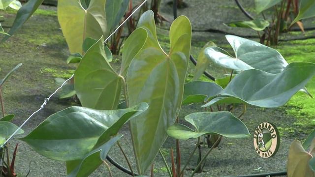 🔬🌱Investigación Agrícola: Anthurium En Sustrato Sintético - Cultivo Sin Tierra🌱🔬