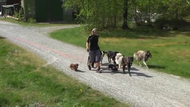 Dogwalker Christina Gjertsen - www.aktivhundepark.no смотреть онлайн