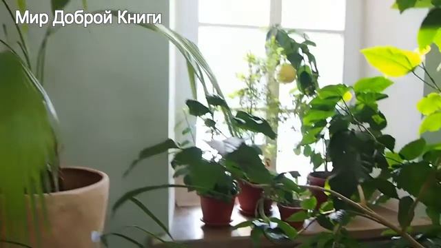 Зимний сад Усадьбы Сукачевых! Уникальные растения! смотреть онлайн