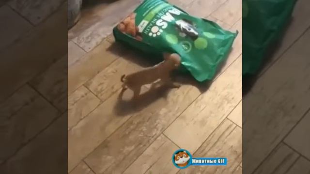 Милые животные/енотики панды котики щенки попугайчики-птички смотреть онлайн