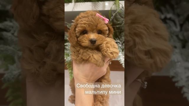 Продаётся маленькая красотка мальтипу. https://wtsp.cc/79688080588 смотреть онлайн