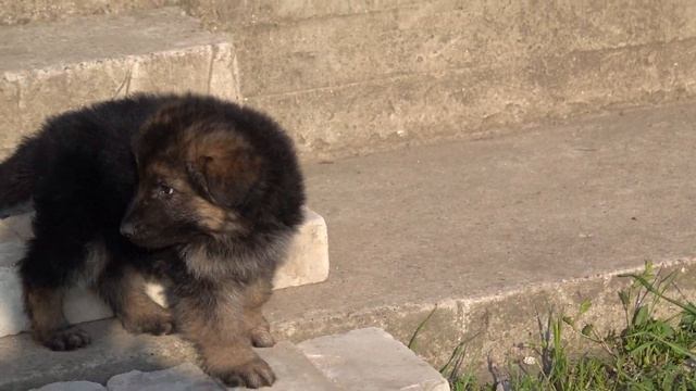 Маленькое чудо. Щенки Немецкой овчарки. Small miracle. German Shepherd Puppies. смотреть онлайн