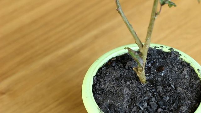 Как избавиться от тли на комнатных цветах