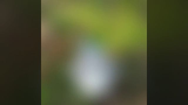 Тоторо. Добрый дух леса обходит владения. Ссылки на МК-в описании смотреть онлайн