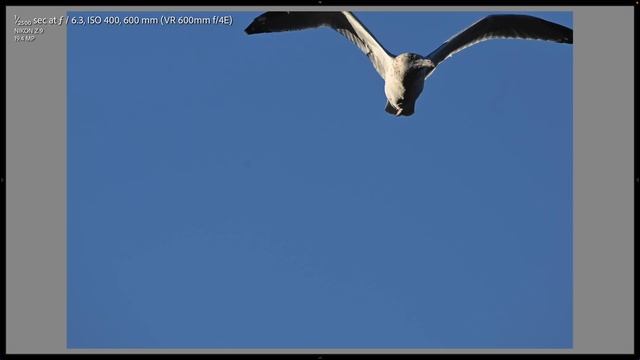 Nikon Z9 3.0 Review: CAMERA OF THE YEAR?!?! смотреть онлайн