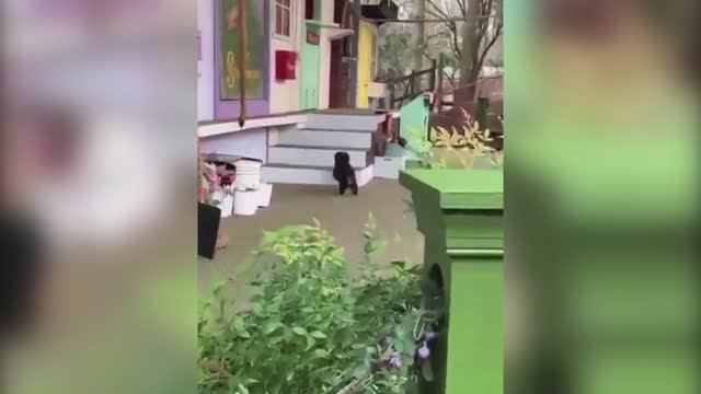 Представление животных смотреть онлайн