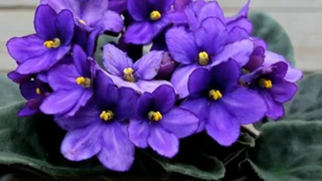 Какие вы цветы по знаку зодиака смотреть онлайн