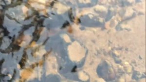 Где зимой найти (добыть) ручейника (шитиков). Как найти ручейников зимой.