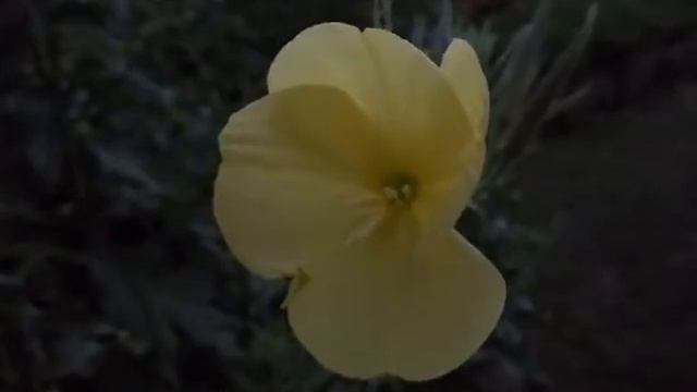 Лунник. Раскрывается ночью за одну минуту и цветёт, пока на него не попадут солнечные лучи смотреть онлайн