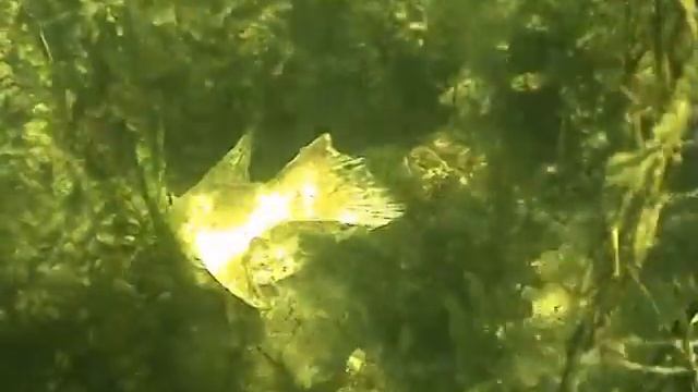 Подводная охота Астрахань апрель 2009 сюжет 2 смотреть онлайн