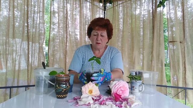 Укоренение черенков роз. Один из способов. смотреть онлайн
