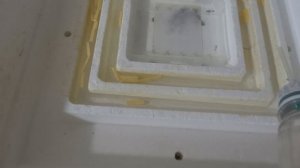 ИНКУБАТОР НЕПТУН - ПОДГОТОВКА К ЗАКЛАДКЕ ЯИЦ