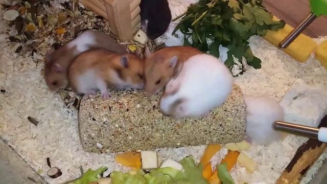 Позитив от 9 Маленьких Сирийских Хомячков и их Мамы / 22 день жизни наших Хомячат смотреть онлайн