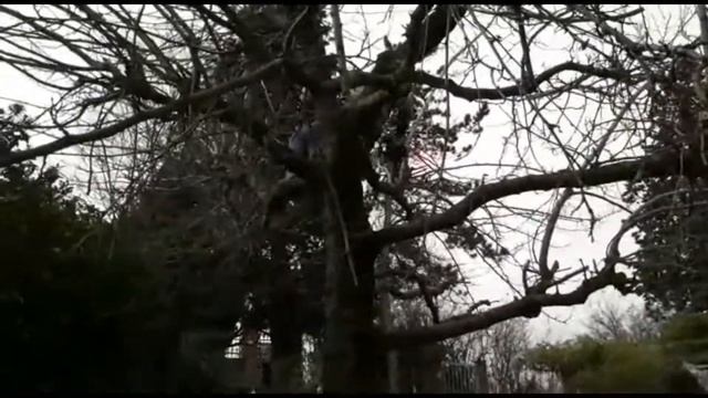 Шелковица-обрезка и формировка смотреть онлайн