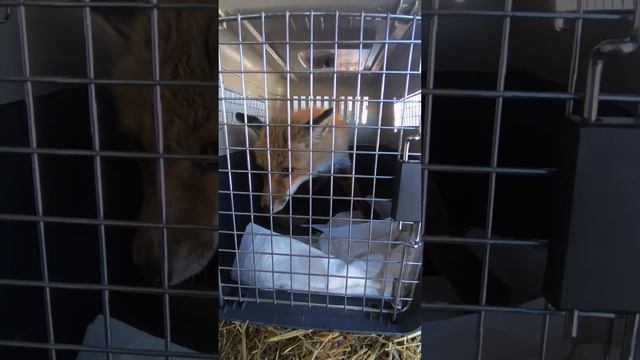 Свободу Алексу #помощьбездомнымживотным #ямыилюша #енотилюша #анапа #raccoon