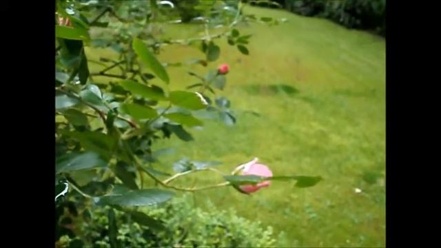 Bonica Rose Alstertal Hamburg смотреть онлайн