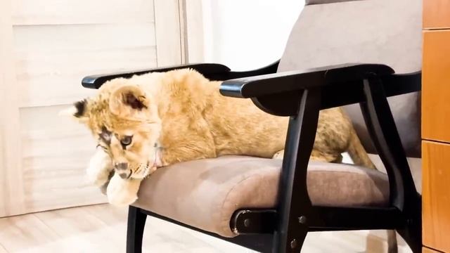 Выпускаем спасённую львицу СИМБУ! Сначала нужно освоиться,а после ЗАНИМАТЬСЯ ДИАГНОСТИКОЙ СОСТОЯНИЯ