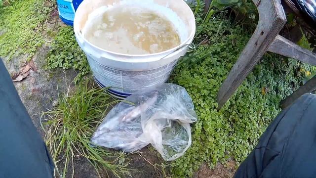 Мойва копчёная!!! смотреть онлайн