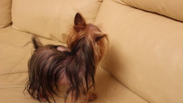 Самый необычный Йоркширский терьер в мире, первое видео, познакомимся