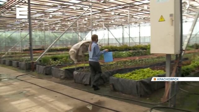 В Красноярске на плодовых деревьях начали устанавливать ловушки для вредителей смотреть онлайн