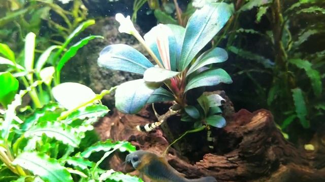 Bucephalandra Copi Susu - одна из самых красивейших буцефаландр. смотреть онлайн