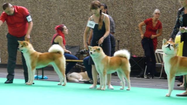 World Dog Show- Specialistic смотреть онлайн