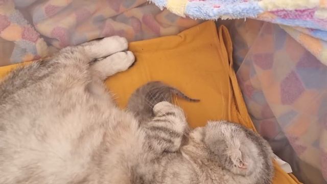 Котенку 4 дня после рождения и он уже хорошо ползает и мяукает смотреть онлайн
