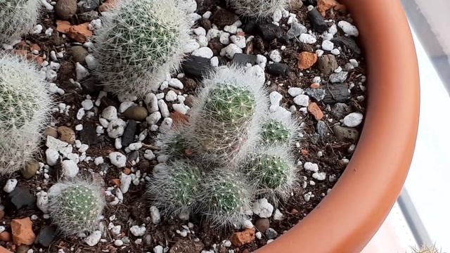 Цветение суккулентов на балконе в апреле 2021г. Много бутонов! смотреть онлайн