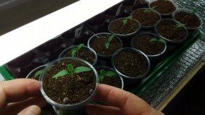 ПЕРВЫЙ ПОЛИВ рассады перцев и баклажанов