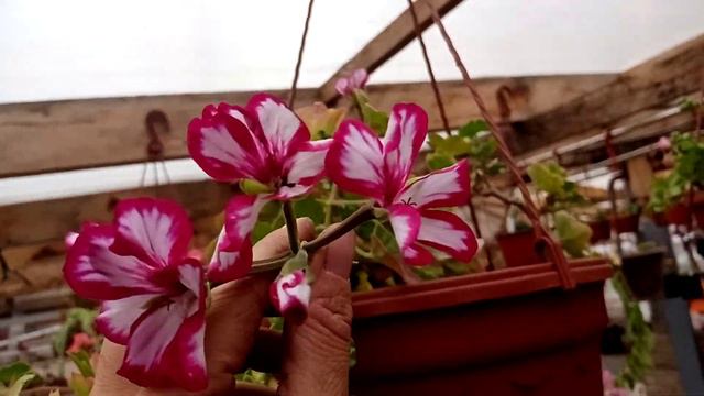 Цветонулись что ли?!?!?! смотреть онлайн