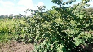 Фундук Шедевр - это просто Шедевр