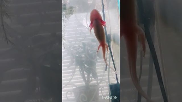 Лунтик дышит #shorts #axolotl #animals #slowmotion смотреть онлайн