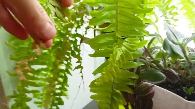 комнатные растения на фитильном поливе: плюсы и минусы смотреть онлайн