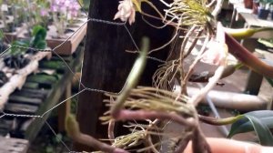 bulbophyllum Ambrósia