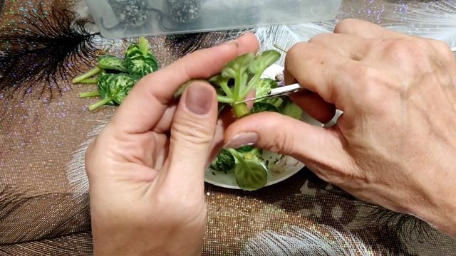Фиалки. Омолаживаем и размножаем красоту ?. смотреть онлайн