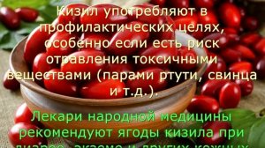 Кизил – ягода, которую советуют врачи для лечения и профилактики