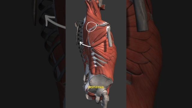 Мужское могущество