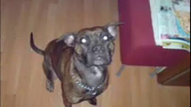 Mein Pitbull-Gina смотреть онлайн