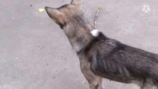 Взяли домой собаку с улицы. Посмотрите — какая она была и какая стала теперь смотреть онлайн