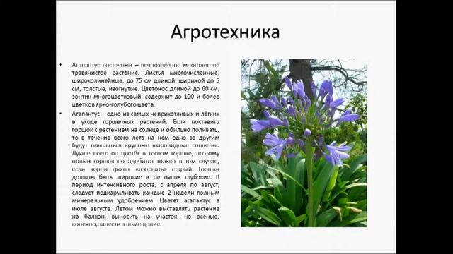 Агапантус вечнозеленое растение смотреть онлайн