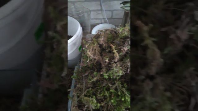 Как заготовить мох для растений смотреть онлайн